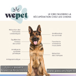 wepet, le CBD pour la rcupration du chien & chat