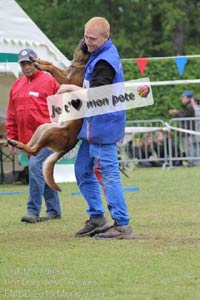 parcours du malinois Hot Dog  la FMBB 2016