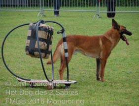 parcours du malinois Hot Dog  la FMBB 2016