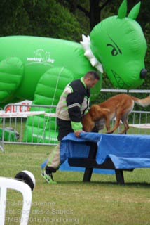 parcours du malinois Hot Dog  la FMBB 2016