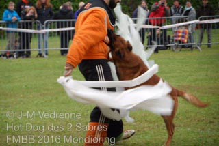 parcours du malinois Hot Dog  la FMBB 2016