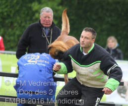 parcours du malinois Hot Dog  la FMBB 2016