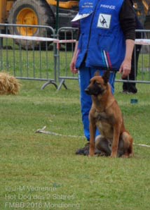 parcours du malinois Hot Dog  la FMBB 2016