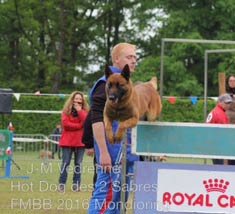 parcours du malinois Hot Dog  la FMBB 2016