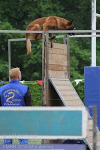 parcours du malinois Hot Dog  la FMBB 2016