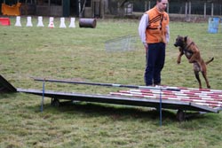 Le malinois Einstein des 2 Sabres