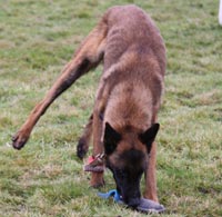 Le malinois Einstein des 2 Sabres