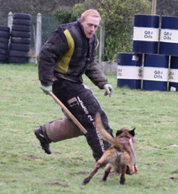 Le malinois Einstein des 2 Sabres