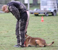 Le malinois Einstein des 2 Sabres