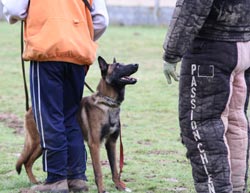 Le malinois Einstein des 2 Sabres