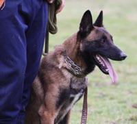 Le malinois Einstein des 2 Sabres