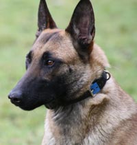 La malinoise Extra des 2 Sabres