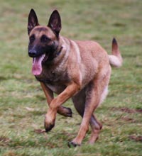 La malinoise Extra des 2 Sabres