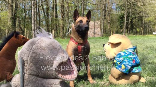 malinois Jack des 2 Sabres