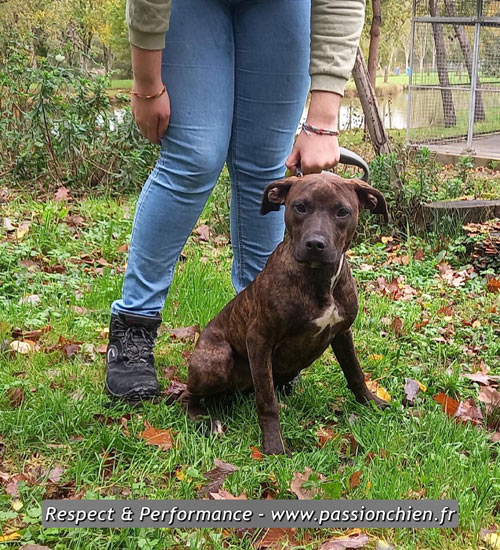 Assoka, chiot dogue en pension ducation