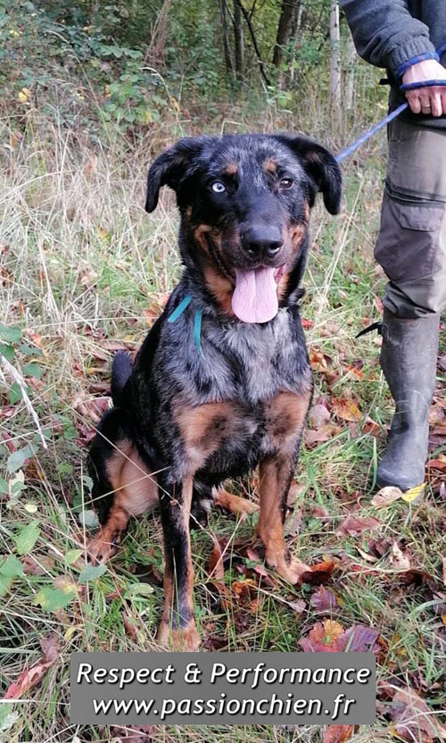 Koba, beauceron en pension ducation