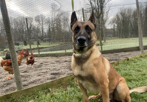 Loki, malinois en pension ducation