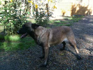 Malinois Aktion des Bergers d'Ecouves