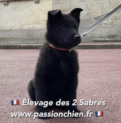 Chiot berger allemand STARK