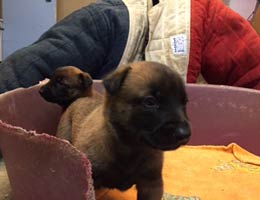 chiots malinois Fat Mama & Foenix 2015