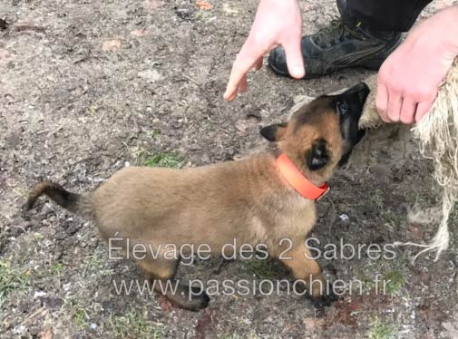 chiot malinois 8 semaines