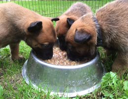 chiots malinois flora & caiser 2015