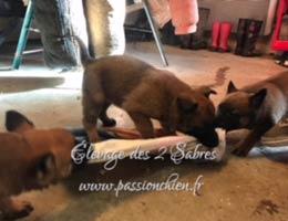 chiots malinois de IT IS