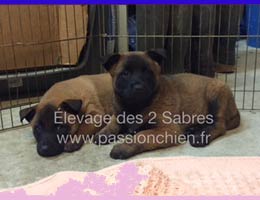 chiot malinois  6 semaines