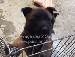 chiot malinois 6 semaines