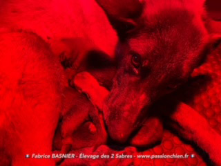 chiots malinois LOF de Hot Dog & Jixtra ns en 2022