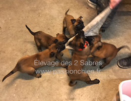 chiots malinois Lazy & Last 2017