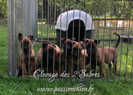 chiots malinois de la porte Lazy & MAc Fly 2019