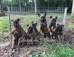 chiots malinois de Migthy & Matrix 2018