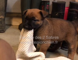 chiot malinois Mystic & Last - 2017