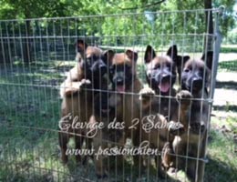 chiots malinois Mystic & Hyrock 2018