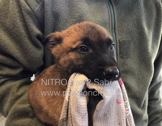 chiot malinois 2 mois 