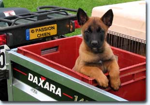 chiot malinois Cerdan des 2 Sabres