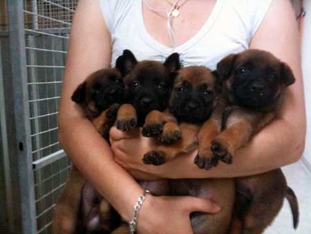 Elevage de chiots malinois