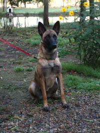 malinois Dina des 2 Sabres