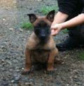 Malinois Fat Mama des 2 sabres