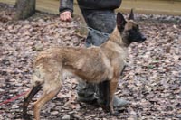 malinois Aktion des Bergers d'Ecouves