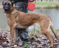 Malinois Bahia du Petit Sentier