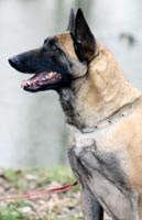 Malinois Big Mama des 2 Sabres