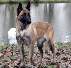 Malinois Big Mama des 2 Sabres