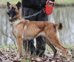 malinoise Bimbo des Bergers d'Ecouves