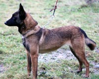 Malinoise Cannelle des 2 Sabres