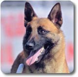 Le malinois Caplan des 2 Sabres