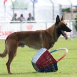 malinois Cerdan des 2 Sabres