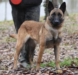 Reproductrice malinoise Dina des 2 Sabres