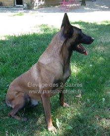 Reproductrice malinoise Easy Mama des 2 Sabres